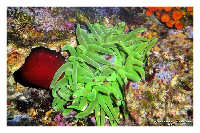 Cribinopsis crassa